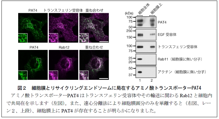 http://www.sci.tohoku.ac.jp/news/20130314105338.jpg