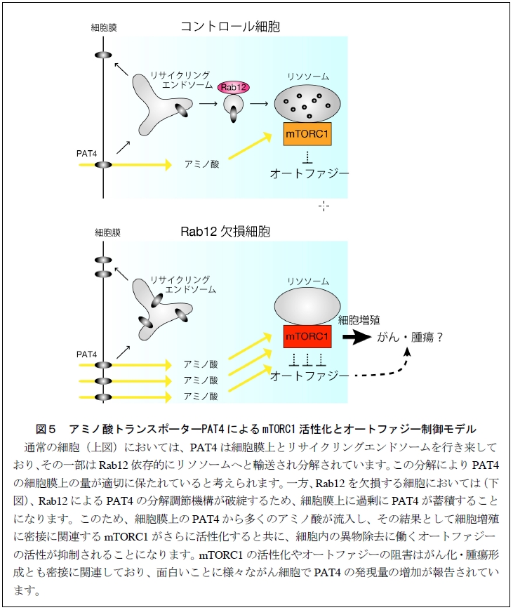 http://www.sci.tohoku.ac.jp/news/20130314105939.jpg