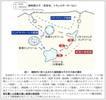 【プレスリリース】細胞膜上のアミノ酸トランスポーターを分解する新たな機構を解明～細胞内のアミノ酸量を制御する新たな仕組み～