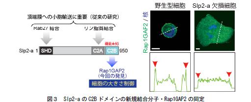 fig3.jpg