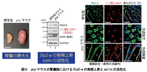 fig6.jpg