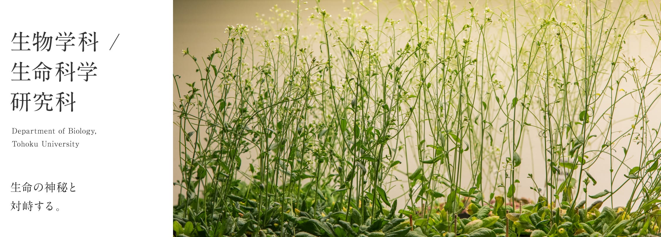 生物学科 / 生命科学研究科