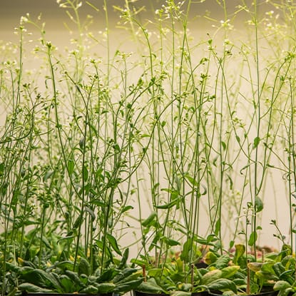 生物学科／生命科学研究科