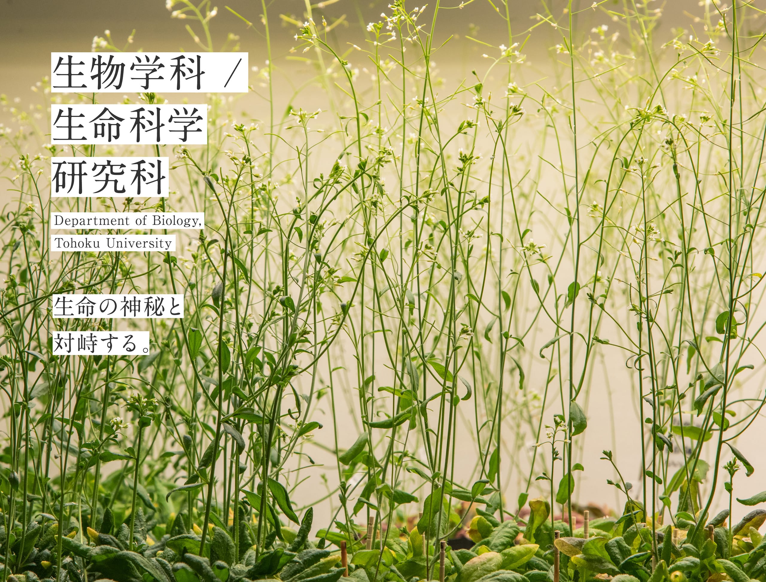 生物学科