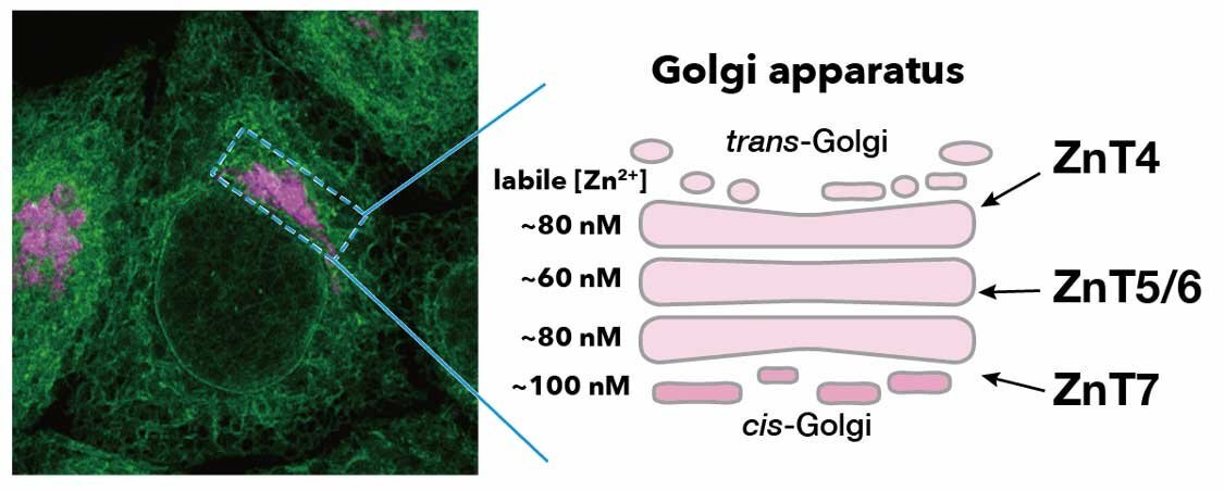 046_researchers_shed_further_light_onto_zinc_homeostasis_in_cells_fig1.jpg