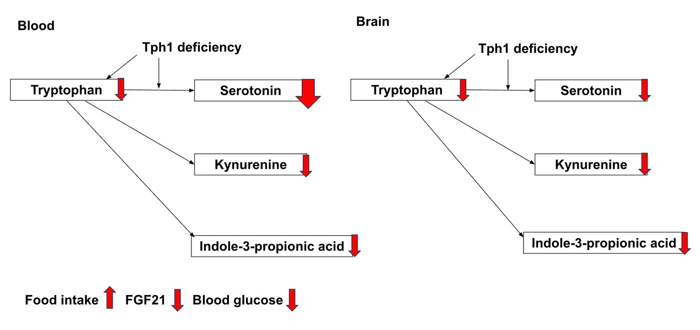 054_tryptophan_hydroxylase_1_regulates_tryptophan_and_its_metabolites_fig1.jpg