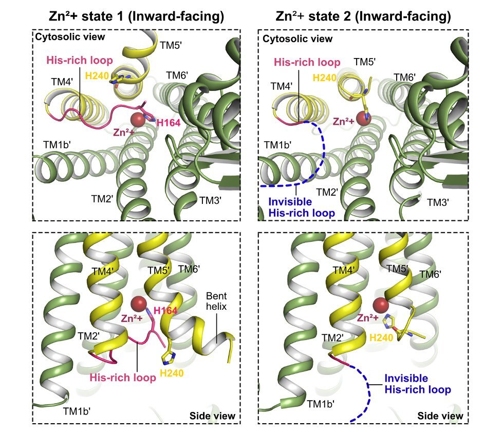 134_advanced_technology_reveals_intricate_details_of_zinc_transportation_fig1.jpg