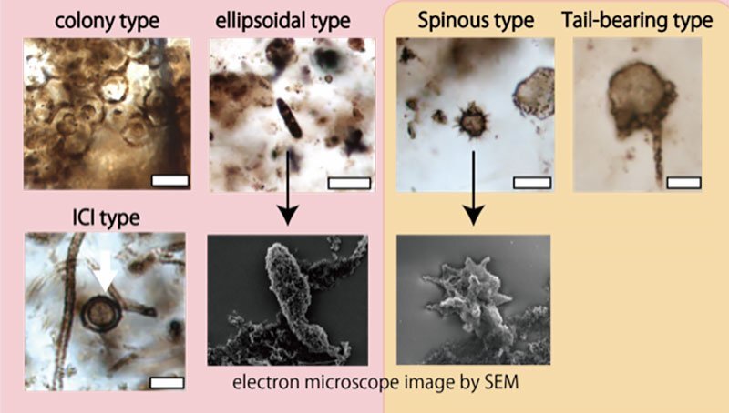 148_PR_20220905_discovery_new_microfossils_answers_age_old_question_fig2.jpg