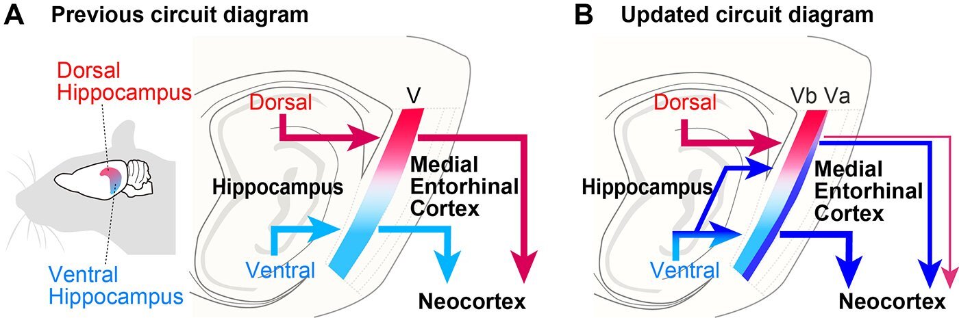 378_new_insights_into_how_brain_forms_and_stores_longterm_memory_fig1.jpg