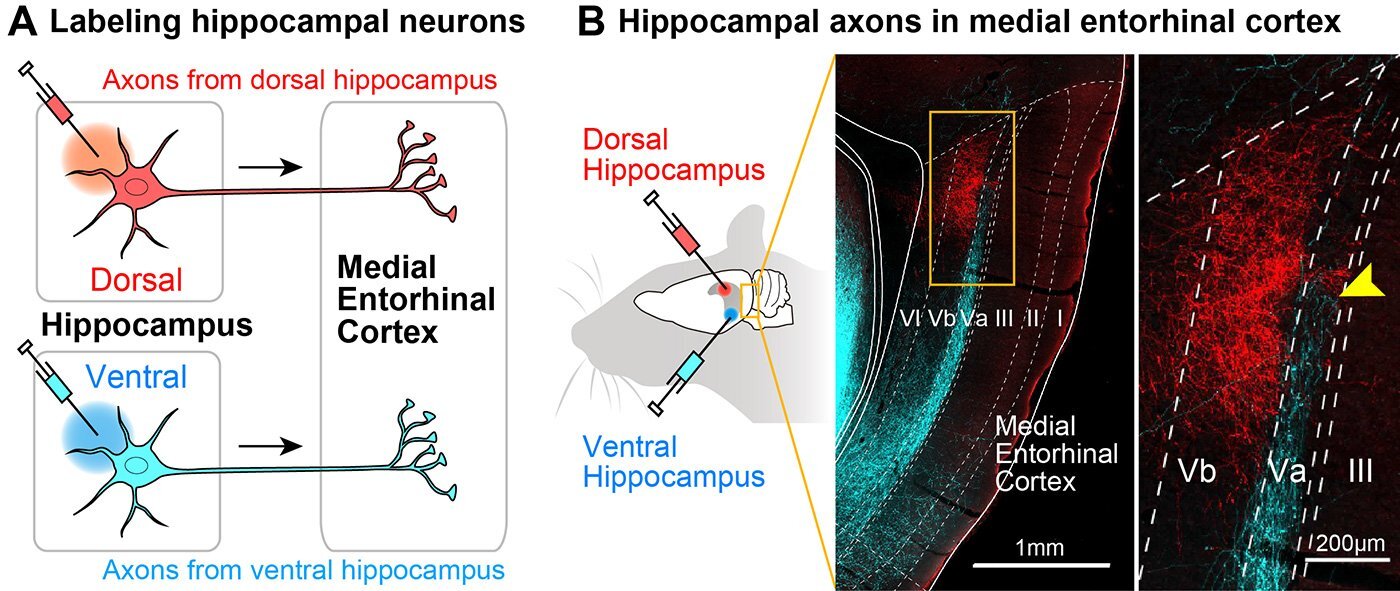 378_new_insights_into_how_brain_forms_and_stores_longterm_memory_fig2.jpg