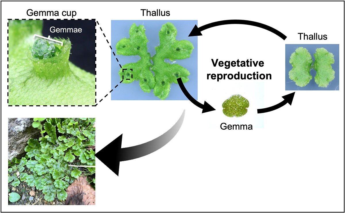 402_degree_asexual_reproduction_in_liverwort_plants_is_hormonally_controlled_fig1.jpg