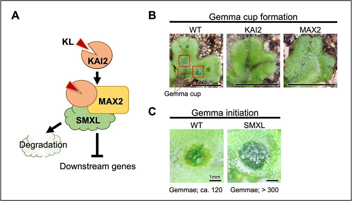 402_degree_asexual_reproduction_in_liverwort_plants_is_hormonally_controlled_fig2.jpg