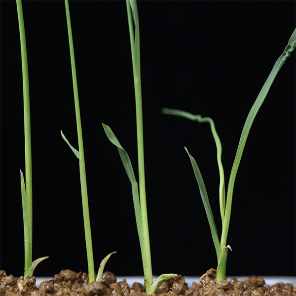 植物が成長に合わせて葉の形状を変える仕組み 葉の形を決める遺伝子をイネで発見 お知らせ 東北大学大学院理学研究科 理学部